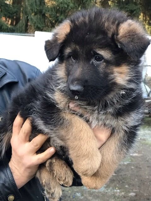 Buy Male German shepherd Puppy from Bangalore